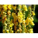 Mullein flower