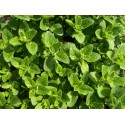 Oregano leaves