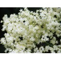 Elderberry flower