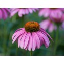 Echinacea nať