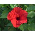 Hibiscus flower